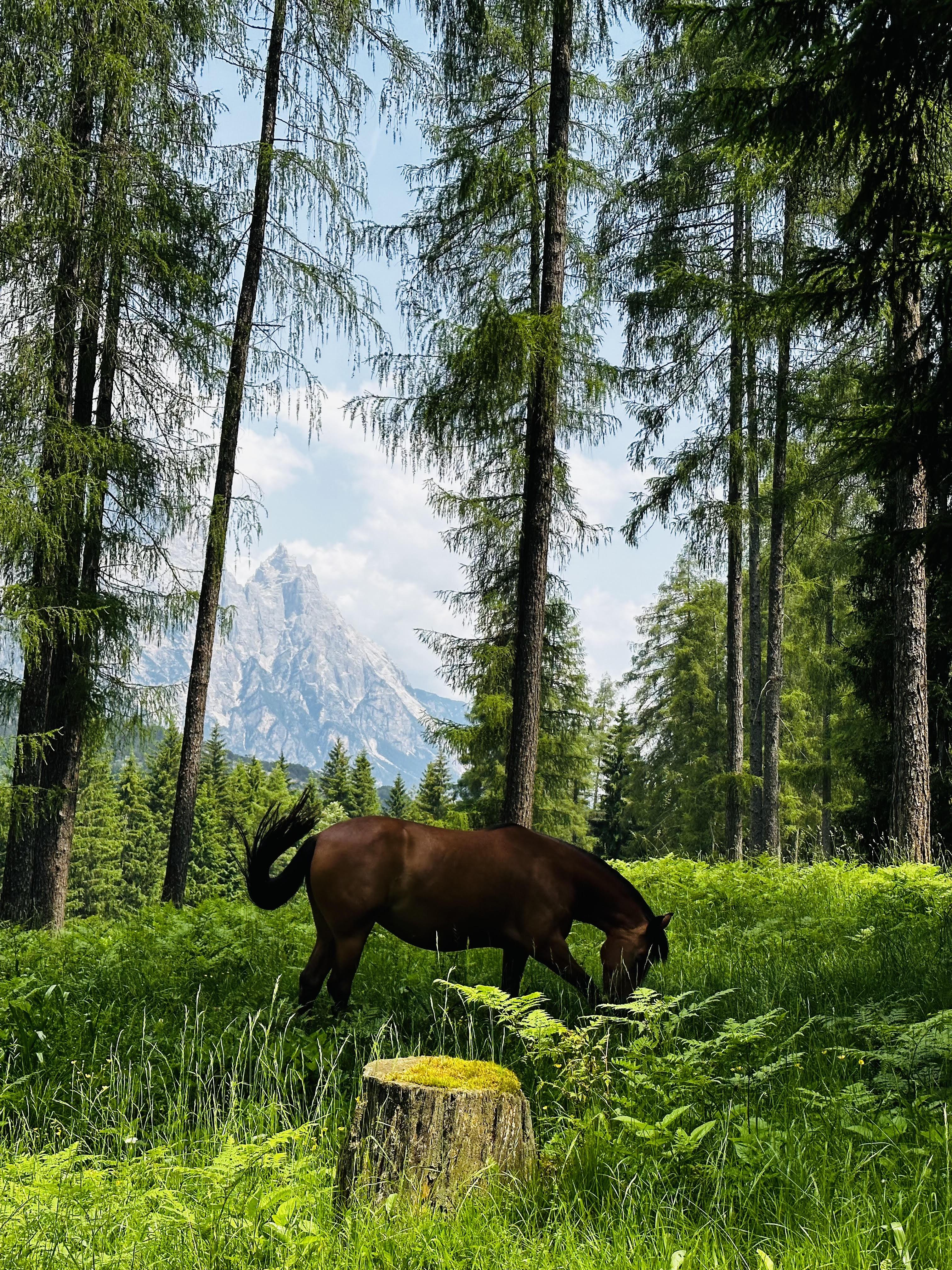 horses in the mountain