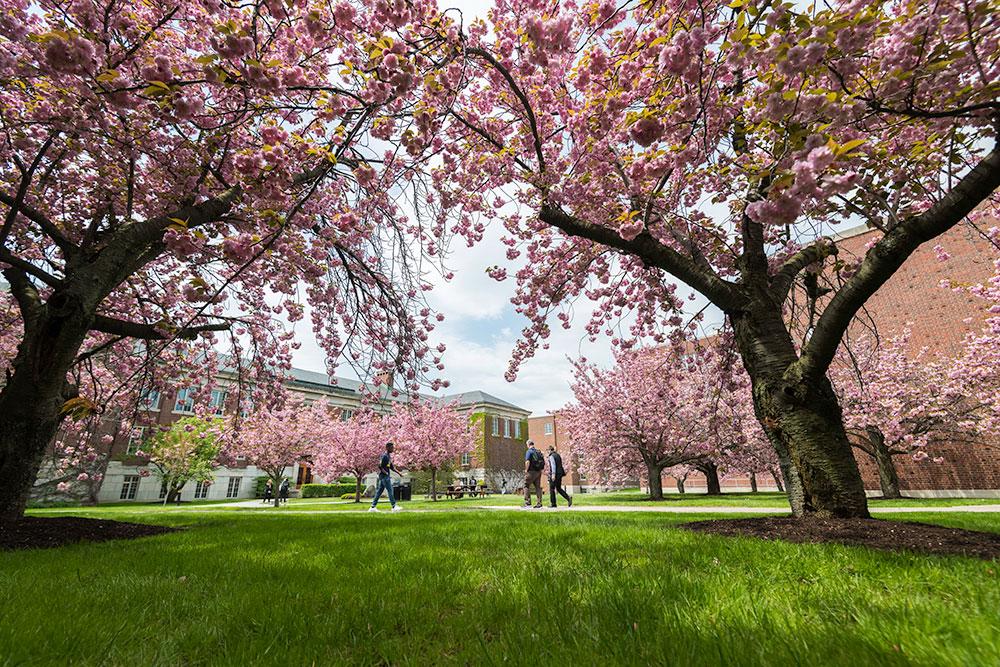 Students walking through a grove of blooming trees.